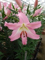 [5223 Okura TL VZ No02.JPG]